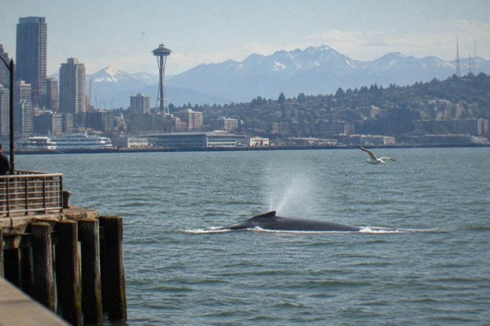 A humpback whale surfacing in open blue water with a splash at its dorsal fin