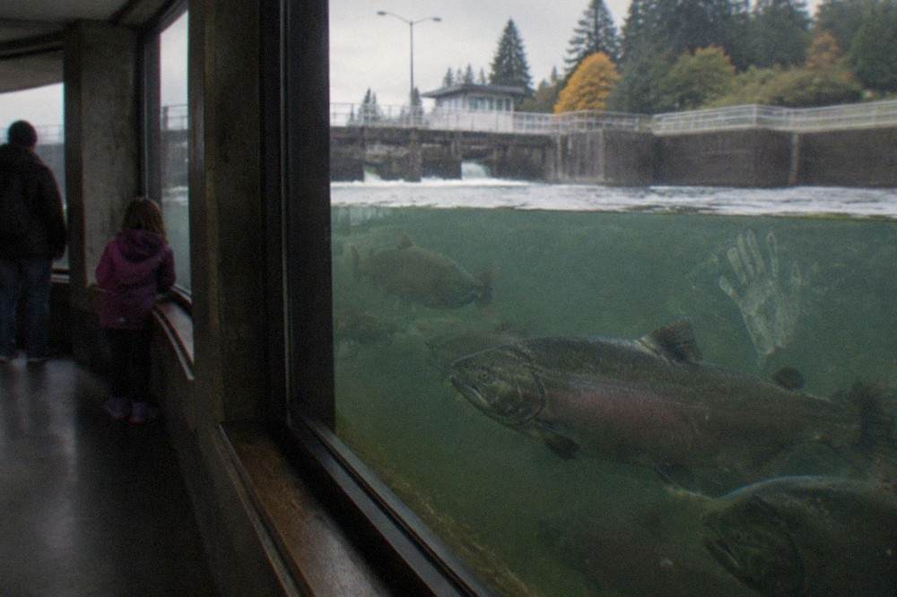 Salmon visible through the underwater viewing window at the Ballard Locks fish ladder