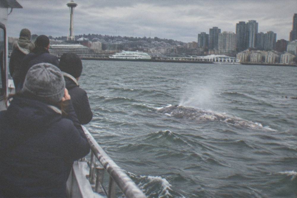 A whale-watching boat on open Puget Sound water with distant snow-capped mountains