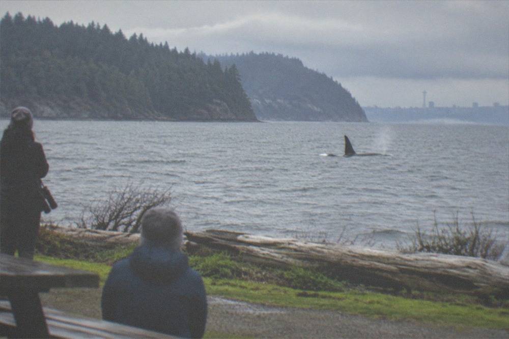 An orca dorsal fin breaking the gray surface of Puget Sound