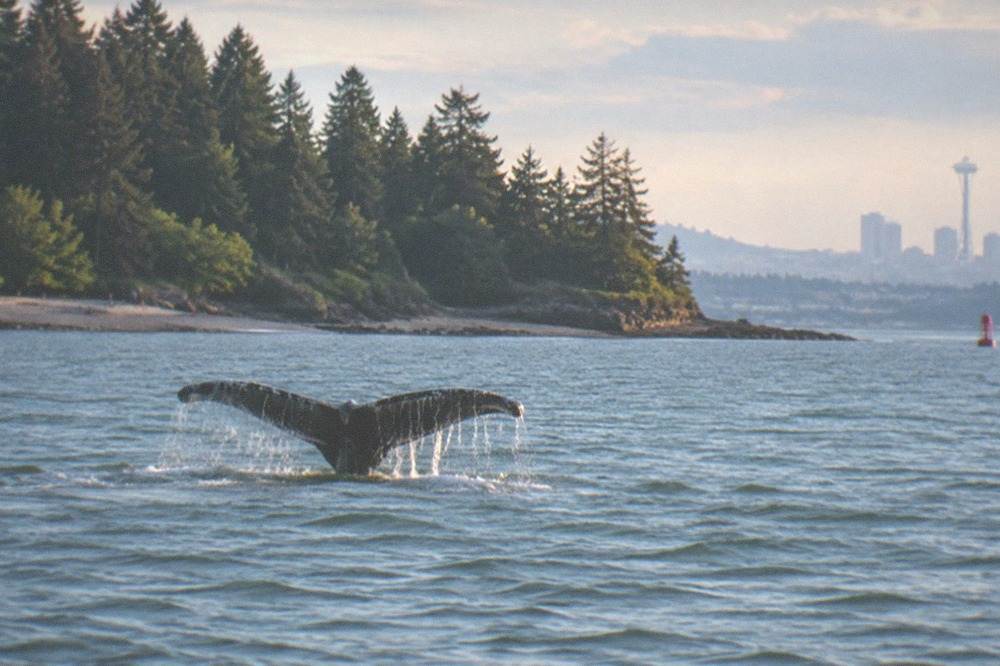 A whale fluke rising above calm green Puget Sound water